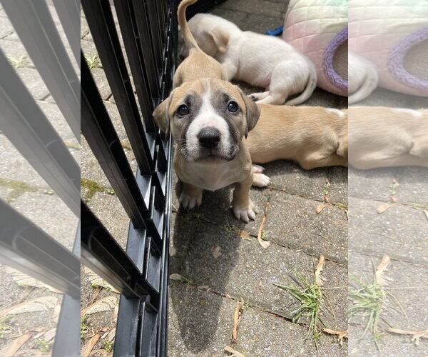 Medium Photo #21 Mutt Puppy For Sale in Derwood, MD, USA