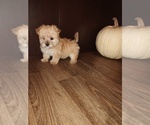 Small Photo #7 Morkie Puppy For Sale in LAPEER, MI, USA