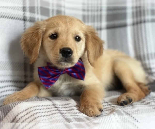Medium Photo #6 Golden Retriever Puppy For Sale in LAKELAND, FL, USA
