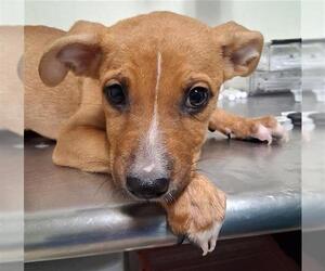 American Pit Bull Terrier Dogs for adoption in Bakersfield, CA, USA
