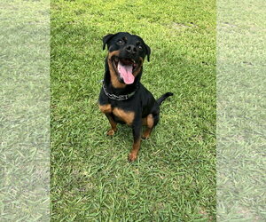 Rottweiler Dogs for adoption in Miami, FL, USA
