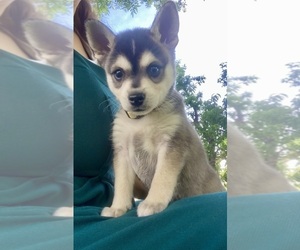 Alaskan Klee Kai Puppy for sale in GLENDALE, AZ, USA