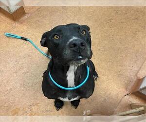 American Pit Bull Terrier Dogs for adoption in Sacramento, CA, USA