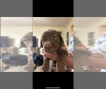 Puppy Brown male Goldendoodle