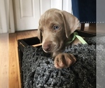 Small Photo #20 Weimaraner Puppy For Sale in FITZGERALD, GA, USA