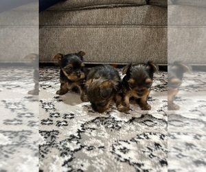 Yorkshire Terrier Puppy for Sale in EULESS, Texas USA