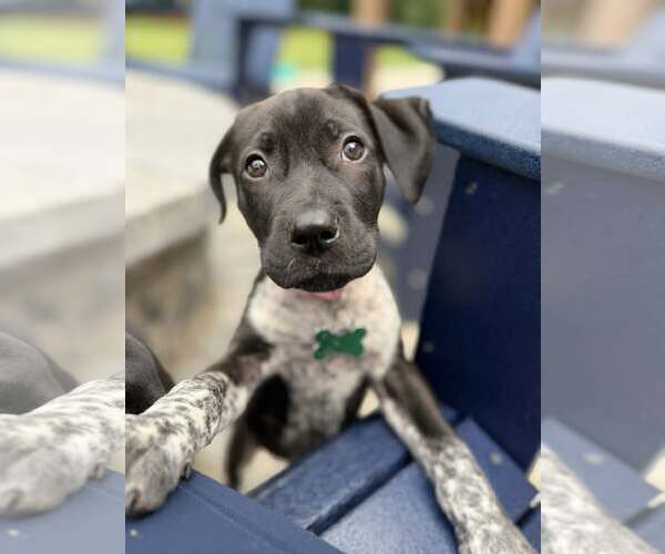 Medium Photo #2 German Shorthaired Pointer-Unknown Mix Puppy For Sale in Greenville, SC, USA