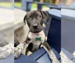 Small #1 German Shorthaired Pointer Mix