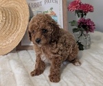 Small #4 Poodle (Miniature)