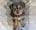 Puppy 4 Yorkshire Terrier