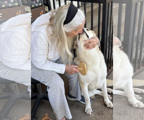 Medium Photo #2 Huskies -Unknown Mix Puppy For Sale in Lake Elsinore, CA, USA