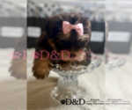 Small Photo #2 Shorkie Tzu Puppy For Sale in RIPLEY, MS, USA