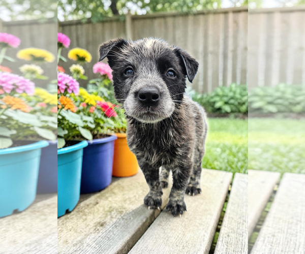 Medium Photo #6 Mutt Puppy For Sale in McKinney, TX, USA
