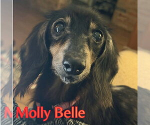 Molly Belle - Female Dachshund Dog for Adoption - Photo #13