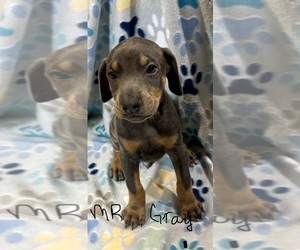 Medium Doberman Pinscher