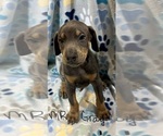 Puppy 10 Doberman Pinscher