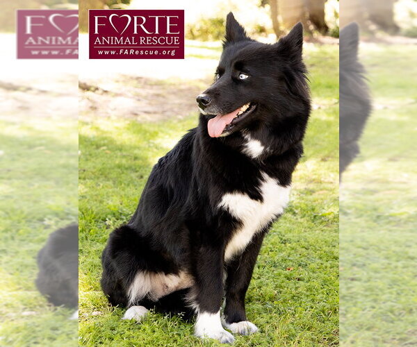 Medium Photo #3 Border Collie-Siberian Husky Mix Puppy For Sale in Marina del Rey, CA, USA