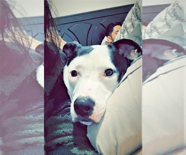 Medium Photo #3 American Pit Bull Terrier-Unknown Mix Puppy For Sale in Denton, TX, USA