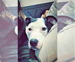 Small #2 American Pit Bull Terrier Mix