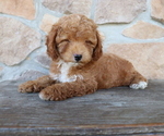 Small Photo #2 ShihPoo Puppy For Sale in HONEY BROOK, PA, USA