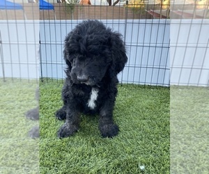Goldendoodle-Sheepadoodle Mix Puppy for sale in QUEEN CREEK, AZ, USA