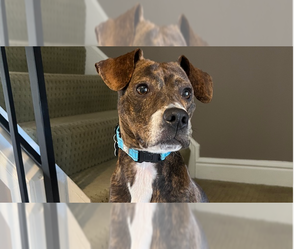 Medium Photo #1 Beagle-Unknown Mix Puppy For Sale in Springdale, PA, USA