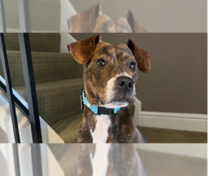 Beagle-Unknown Mix Dogs for adoption in Springdale, PA, USA