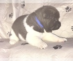 Small Photo #3 Akita Puppy For Sale in INGLIS, FL, USA