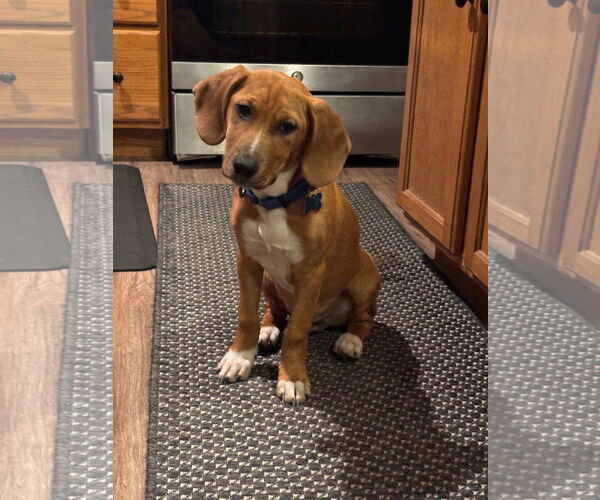 Medium Photo #1 Mutt Puppy For Sale in Plainfield, IL, USA