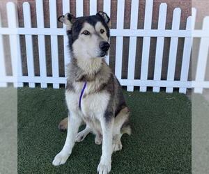 Siberian Husky-Unknown Mix Dogs for adoption in Modesto, CA, USA