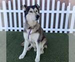 Small Siberian Husky Mix