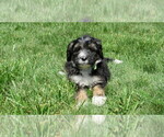 Small #1 Bernedoodle