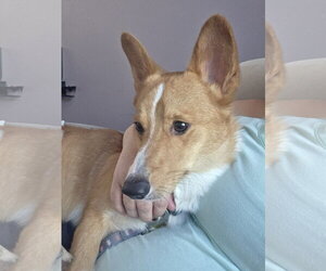 Cinnamon butter - Male Pembroke Welsh Corgi Dog for Adoption - Photo #4