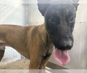 Mutt Dogs for adoption in San Bernardino, CA, USA