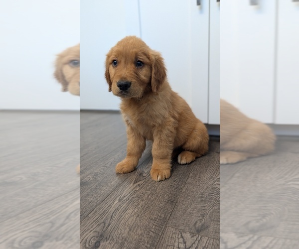 Medium Photo #5 Golden Retriever Puppy For Sale in ELVERTA, CA, USA