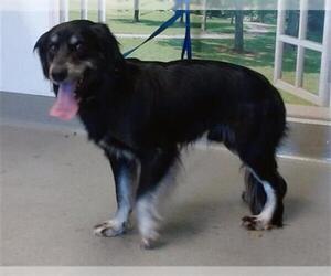Cocker Spaniel Dogs for adoption in San Francisco, CA, USA