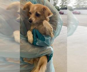 Chihuahua Dogs for adoption in San Martin, CA, USA