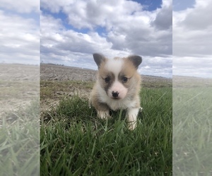 Pembroke Welsh Corgi Puppy for sale in ARTHUR, IL, USA