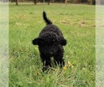 Small Photo #8 Goldendoodle-Poodle (Miniature) Mix Puppy For Sale in HOLDEN, MO, USA