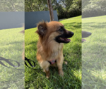 Small #1 Pomeranian Mix