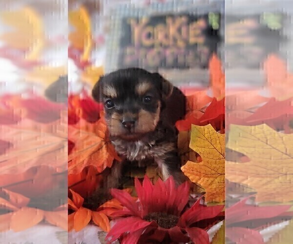 Medium Photo #7 Yorkshire Terrier Puppy For Sale in AKRON, OH, USA