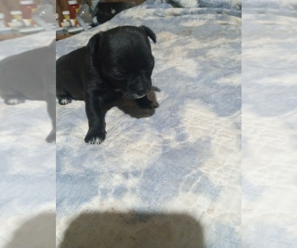 Medium Photo #1 Chihuahua Puppy For Sale in SHALLOTTE, NC, USA
