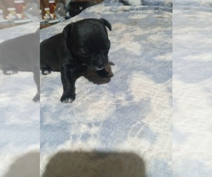 Chihuahua Puppy for sale in SHALLOTTE, NC, USA