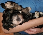 Small #12 Bernedoodle (Miniature)