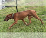 Small #3 Coonhound