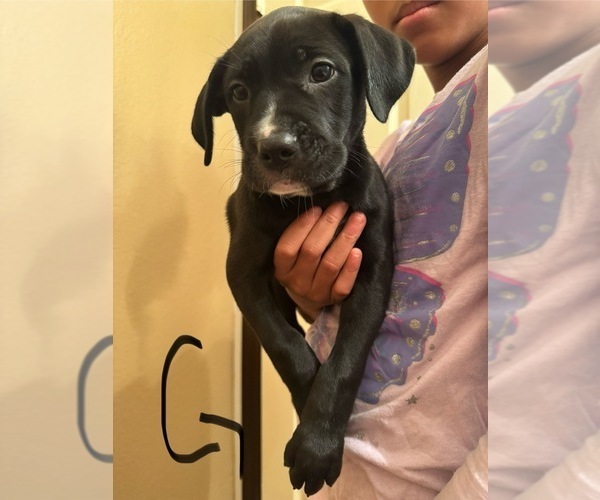 Medium Photo #1 Cane Corso-German Shepherd Dog Mix Puppy For Sale in SPRING, TX, USA