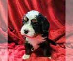 Puppy Puppy 1 Bernese Mountain Dog