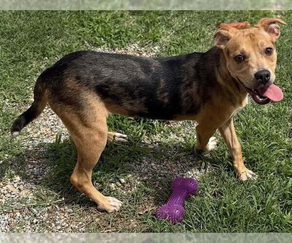 Medium Photo #1 Beagle-Unknown Mix Puppy For Sale in Augusta, GA, USA