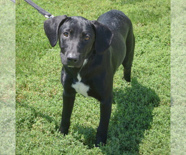 Medium Photo #3 Coonhound-Unknown Mix Puppy For Sale in Huntley, IL, USA