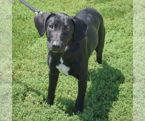 Little Boy - Male Pointer-Unknown Mix Dog for Adoption - Photo #3